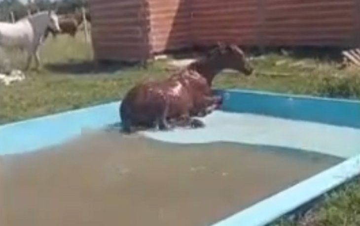 Indignación en Los Hornos: un caballo se les metió en la pileta y se la rompió toda