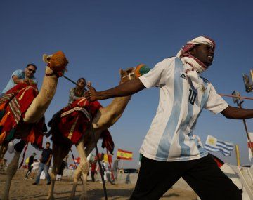 Preocupación por el virus del camello: podría haber brotes tras el Mundial de Qatar 2022