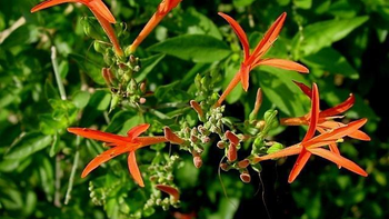 Muicle, una planta curativa originaria de México. Muicle, una planta curativa originaria de México.