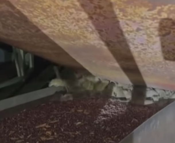 Una invasión de ratas azota al sudeste de Australia