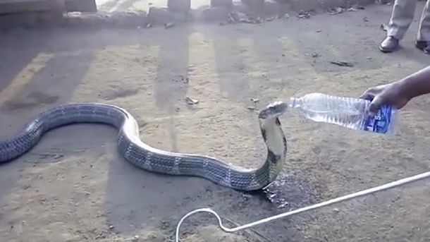 Una cobra toma agua de una botella