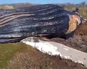 Extraño hallazgo de una ballena muerta en el Río de la Plata