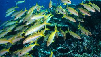 los peces tendran que emigrar o morir los peces tendran que emigrar o morir