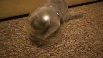 mira las maniobras que hace un gato para entrar a un frasco mira las maniobras que hace un gato para entrar a un frasco