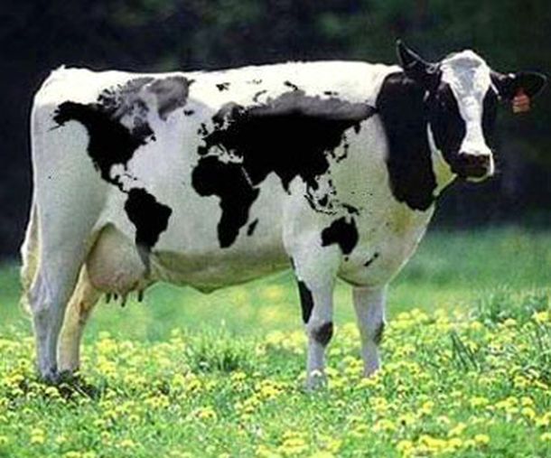 Vaca mundi