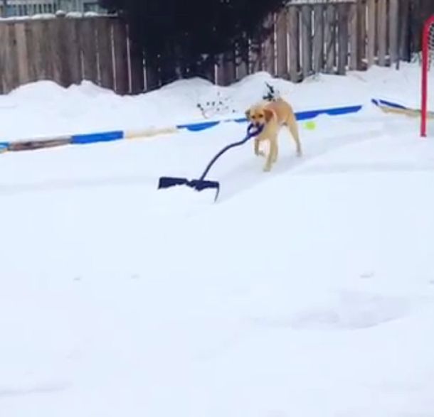 Con pala en boca: una perra quitó la nieve de su patio