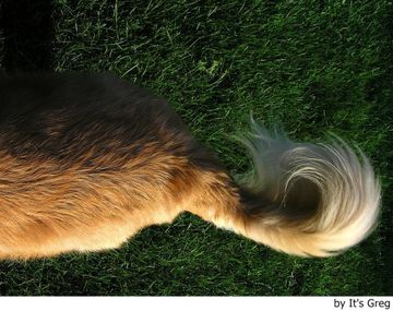 ¿Los perros mueven la cola porque están contentos?