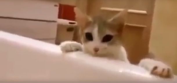 Un gato intenta rescatar de la bañera a su dueña