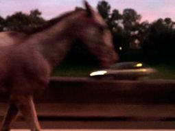 Un caballo, perdido en la Panamericana Un caballo, perdido en la Panamericana