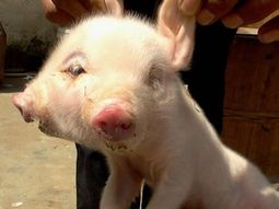 insolito: hallan un chancho con dos cabezas en china insolito: hallan un chancho con dos cabezas en china