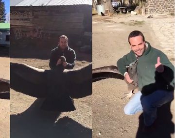 VIDEO: La historia detrás del cóndor que se volvió viral