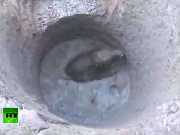 VIDEO: Un elefante de un mes se cayó a un pozo