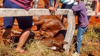 Uno de los caballos que murió en competencia. Gentileza de La Voz de Misiones Uno de los caballos que murió en competencia. Gentileza de La Voz de Misiones