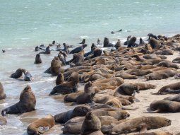 mar del plata: cierran la escollera sur por gripe aviar en lobos marinos