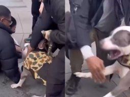 Ataque pitbull en Nueva York. Ataque pitbull en Nueva York.