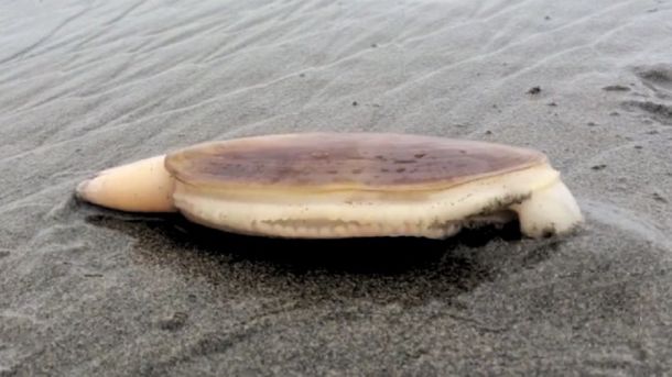 Esta almeja se volvió viral