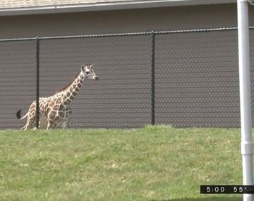 ¡Libertad! Una jirafa bebé escapó de un zoológico y revolucionó la ciudad