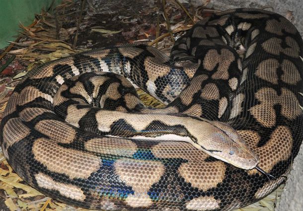 Registran el primer caso de una pitón que tuvo cría sin necesidad de un macho