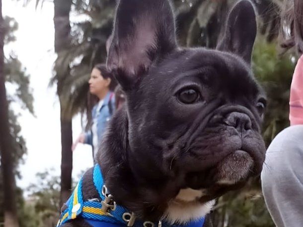 Devolvieron al bulldog francés que robaron en Almagro y vendieron en el Villa 31