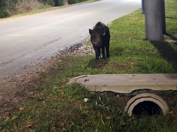 Primero un puma, ahora a un jabalí: alerta en Escobar por animales sueltos