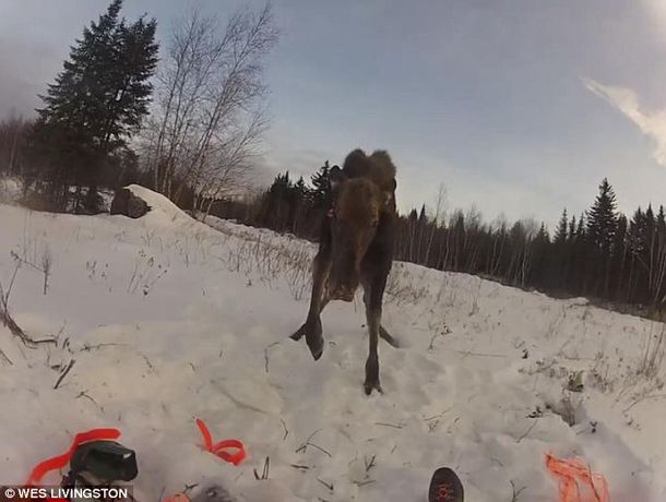 Un bambi vengativo le dio una paliza a un guardaparque