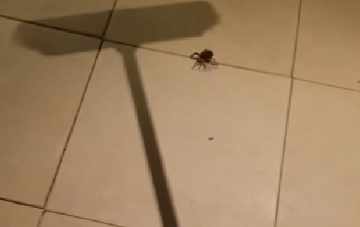Mata una araña, pero salen cientos de bebés