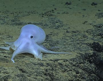Encontraron una nueva especie de pulpo