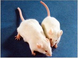 El truco casero que ayuda a eliminar los ratones, las cucarachas y los insectos