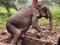 VIDEO: Emocionante rescate de una elefanta y su cría
