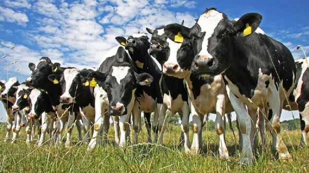 Una fábrica china de clones promete vacas, caballos y hasta bebés a la carta