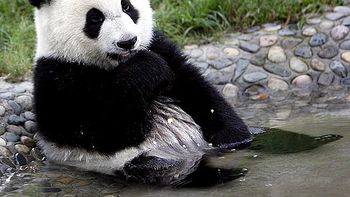 Panda Panda