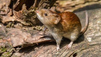 como evitar contagios ante el alerta por hantavirus en la provincia de buenos aires como evitar contagios ante el alerta por hantavirus en la provincia de buenos aires