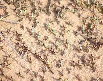 Langostas del desierto