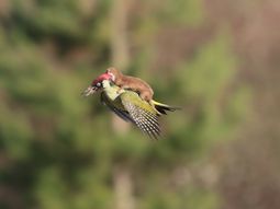 una comadreja volo sobre un pajaro carpintero una comadreja volo sobre un pajaro carpintero