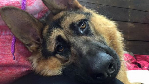 La conmovedora historia de Quasimodo, el perro que busca que lo adopten