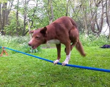 Un perro mostró su habilidad en la cuerda floja