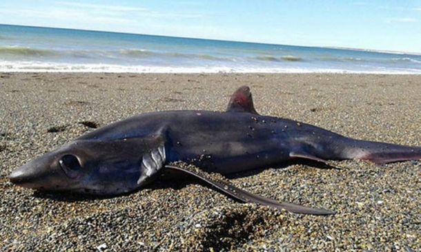 El tiburón zorro que apareció muerto en Chubut