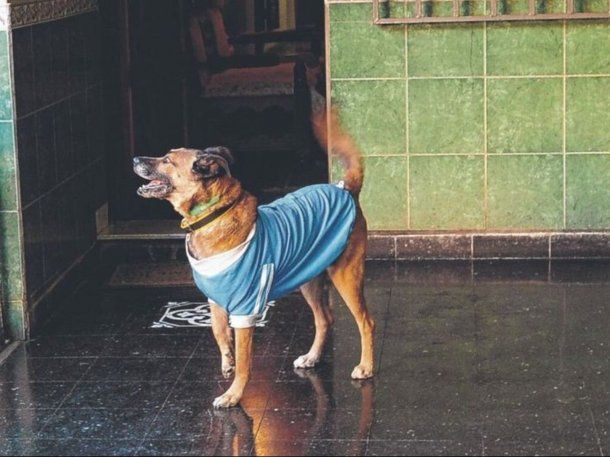 Murió Dardo, el primer perro que tuvo a una mujer como mamá legal