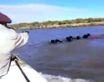 VIDEO: Brutal caza de jabalíes en el Río Uruguay