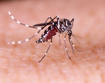 La nueva preocupación de los argentinos a causa del brote de dengue