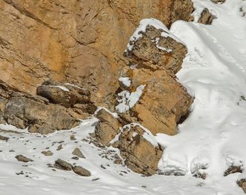 El leopardo en la nieve