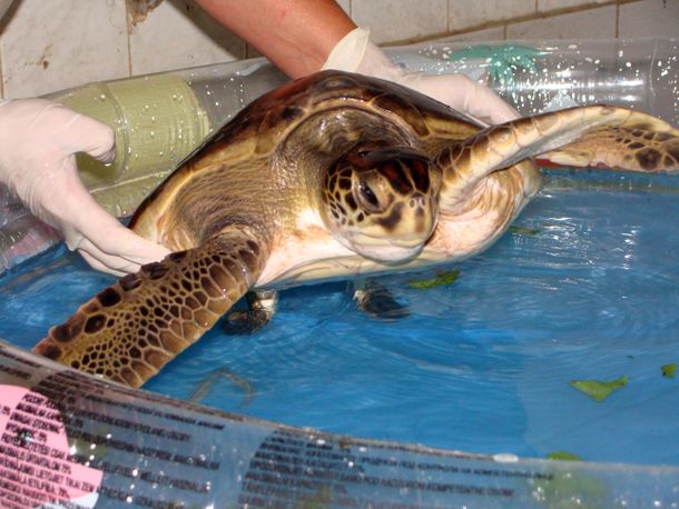 Abandonan una tortuga de 5 kilos en la puerta del zoológico