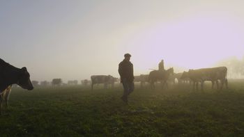 El precio de la leche medido en dólares creció un 7% en lo que va de 2023. El precio de la leche medido en dólares creció un 7% en lo que va de 2023.