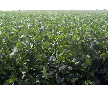 El 72 por ciento de los cultivos de los militares son de soja