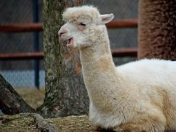 Descubren que los nanoanticuerpos de las alpacas pueden bloquear el coronavirus