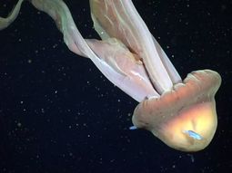 Solo alrededor de 130 registros de Stygiomedusa gigantea existen a nivel mundial desde 1910 (Schmidt Ocean Institute).