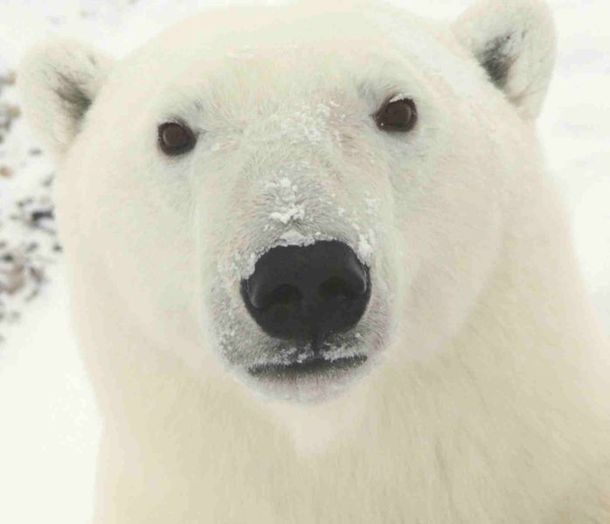 Oso polar