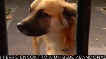 la historia de orejon, el perro que le salvo la vida al bebe abandonado la historia de orejon, el perro que le salvo la vida al bebe abandonado