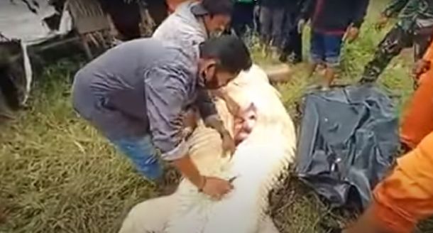 Horror en Indonesia: sacaron el cadáver de un nene de adentro de un cocodrilo