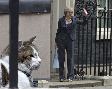 ¿Por qué Cameron se va sin su gato?